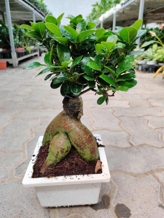 Ficus Bonsai Bonzii Plant In 15 cm Pot