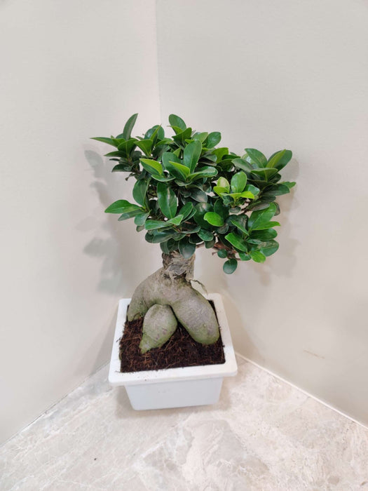 Ficus Bonsai Bonzii Plant In 15 cm Pot