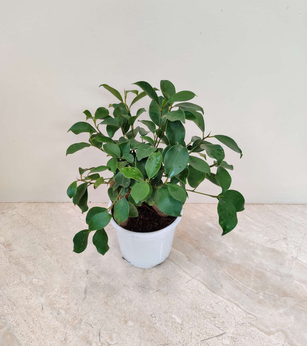 Ficus Bonsai Grafted In  10 cm pot