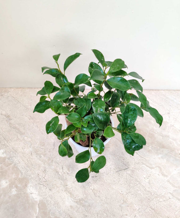 Ficus Bonsai Grafted In  10 cm pot