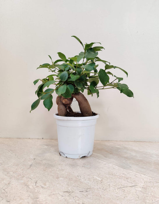 Ficus Bonsai Grafted In  10 cm pot