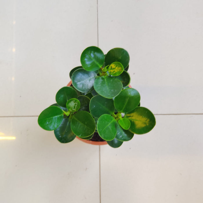 Ficus Clusia Rosea In 10 Cm Pot