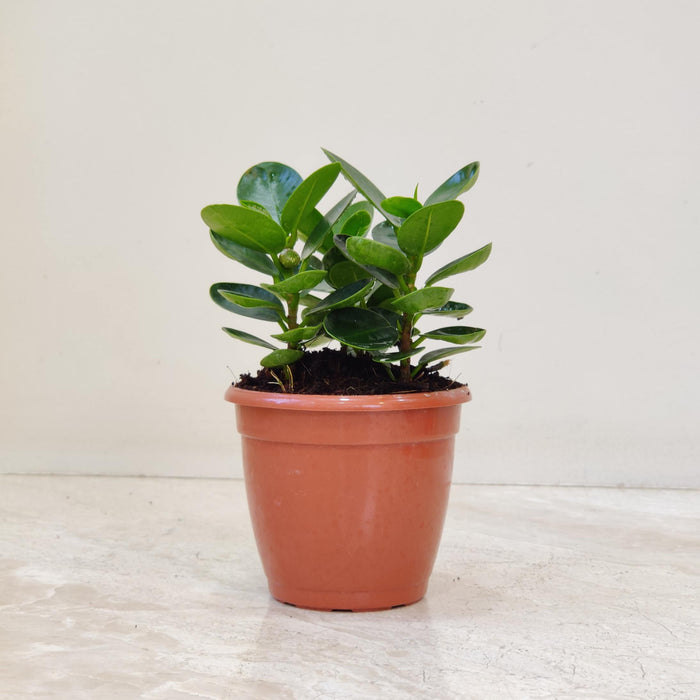 Ficus Clusia Rosea In 10 Cm Pot
