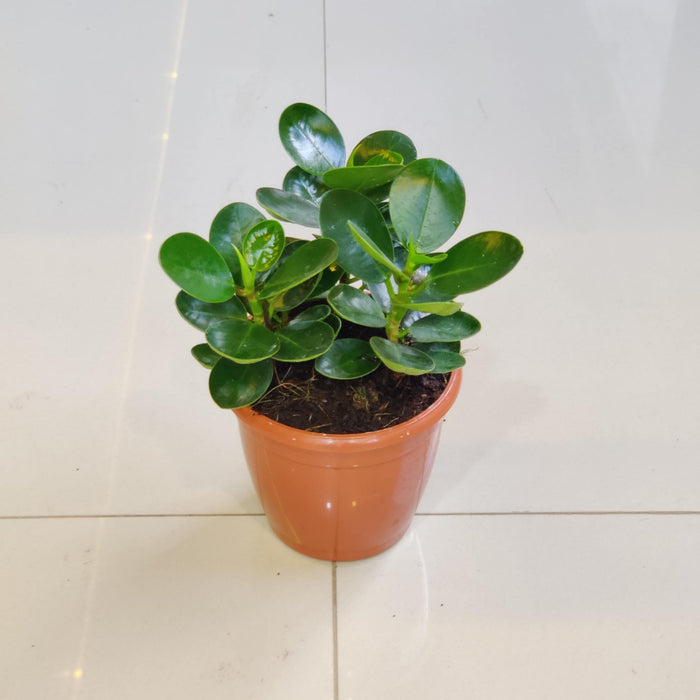 Ficus Clusia Rosea In 10 Cm Pot