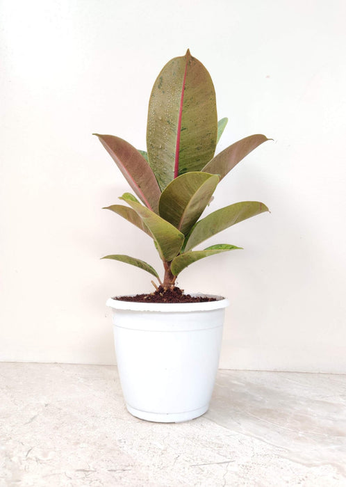Ficus Elastica  Shivereana  Rubber Plant