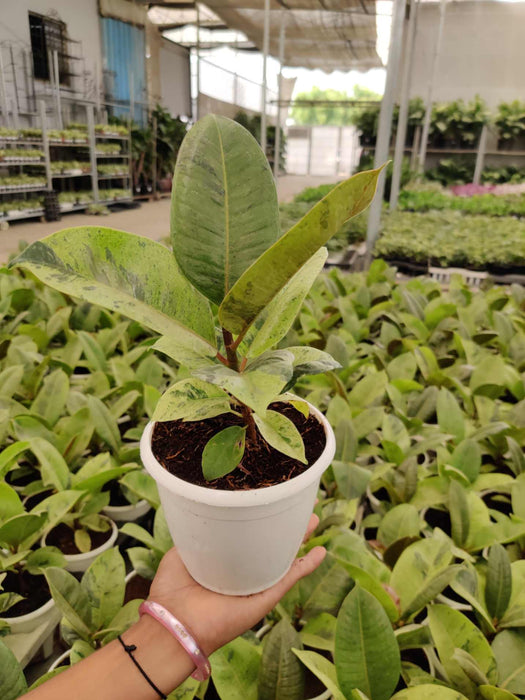 Ficus Elastica  Shivereana  Rubber Plant
