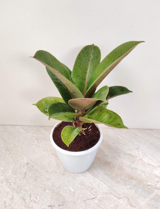 Ficus Elastica  Shivereana  Rubber Plant