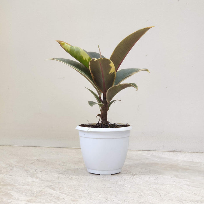 Ficus Elastica Tineke Plant In 8.5 cm pot