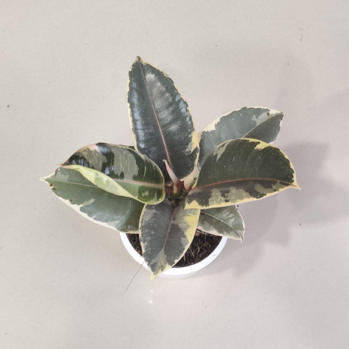 Ficus Elastica Tineke Plant In 8.5 cm pot