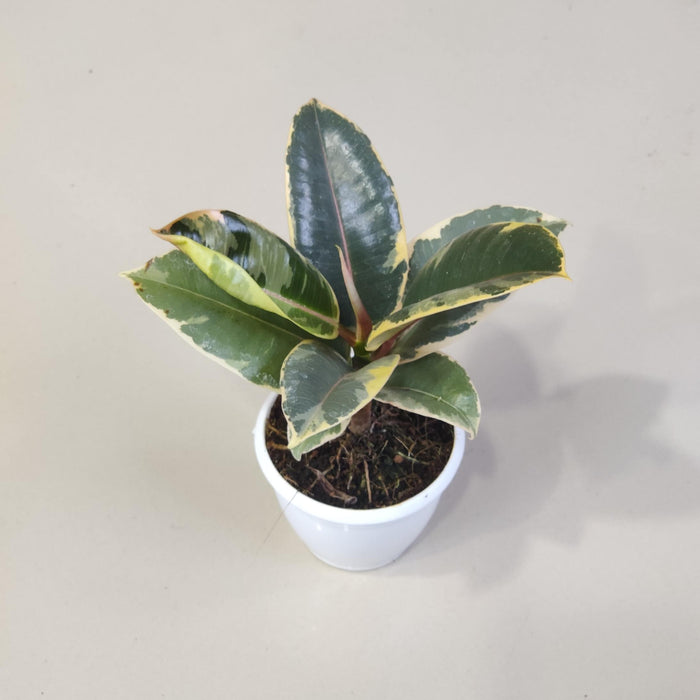 Ficus Elastica Tineke Plant In 8.5 cm pot