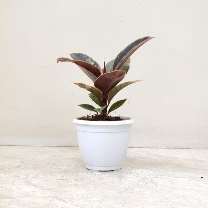 Ficus Elastica Variegatated Plant 8.5 cm pot
