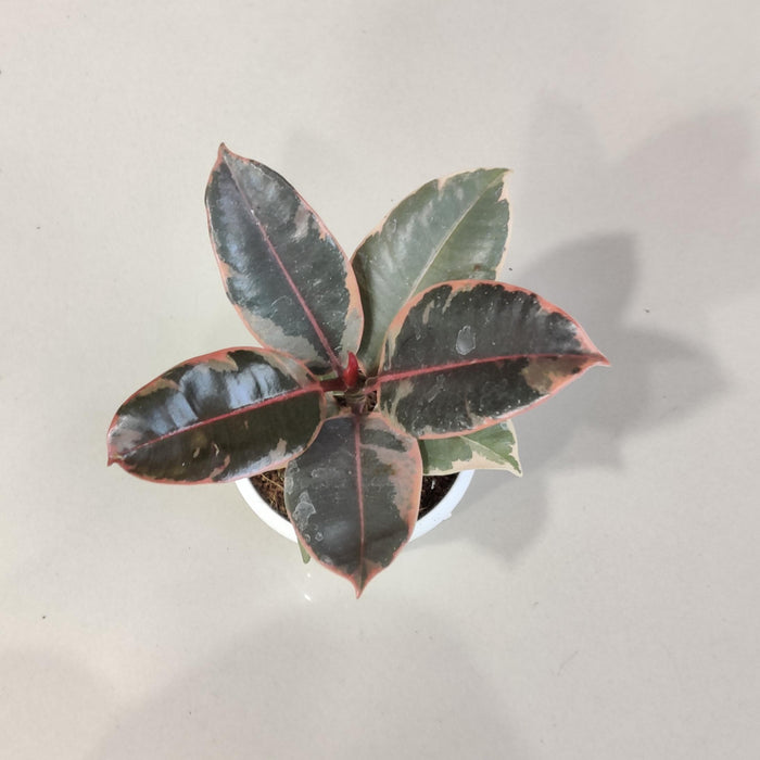 Ficus Elastica Variegatated Plant 8.5 cm pot