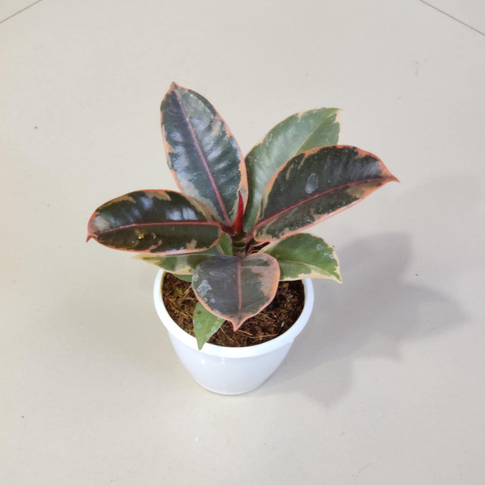 Ficus Elastica Variegatated Plant 8.5 cm pot