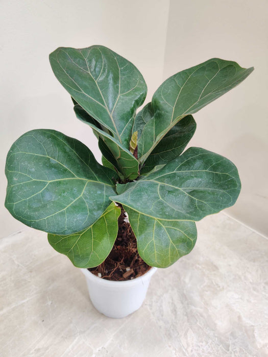Ficus Lyrata Plant In 10 Cm Pot