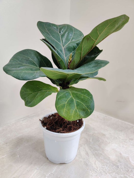 Ficus Lyrata Plant In 10 Cm Pot