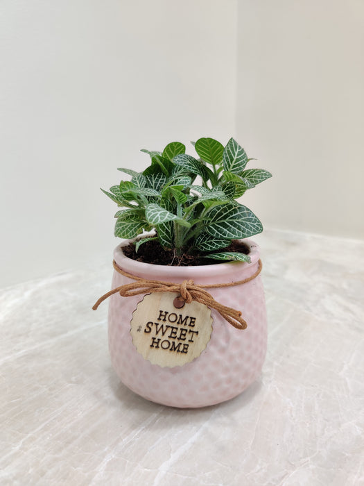 Green Fittonia plant in a pink textured pot for corporate gifting.