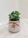 Green Fittonia plant in a pink textured pot for corporate gifting.