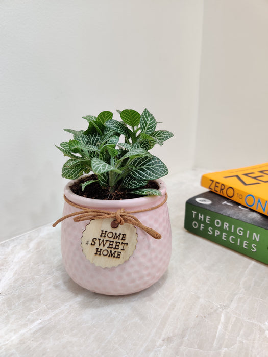 Lush green Fittonia plant perfect for office environment.