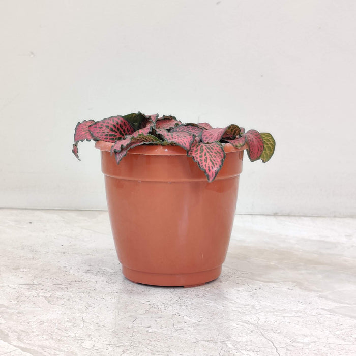 Fittonia  Plant In 10 Cm Pot