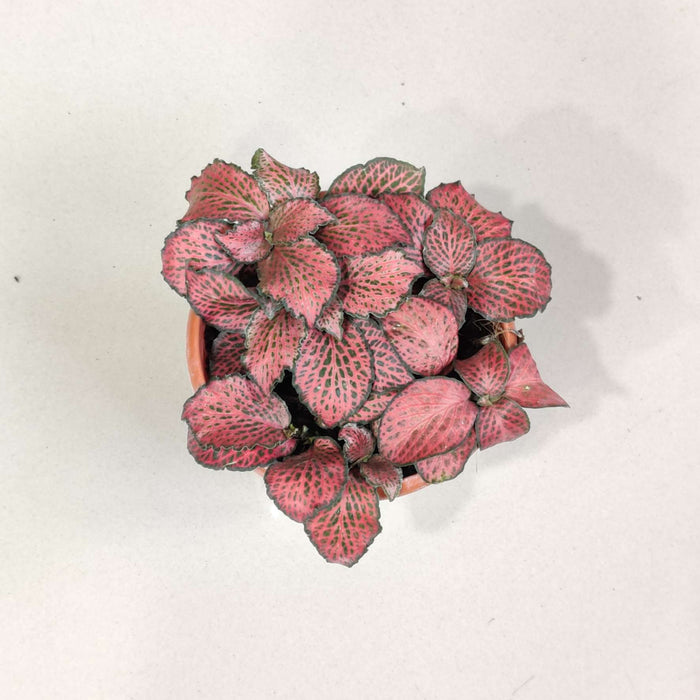 Fittonia  Plant In 10 Cm Pot