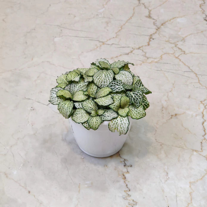 Fittonia Combo Pack of 5  Live Indoor Plant | 10cm Pot