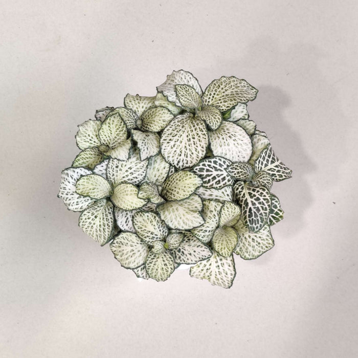 Fittonia  Plant In 10 cm pot