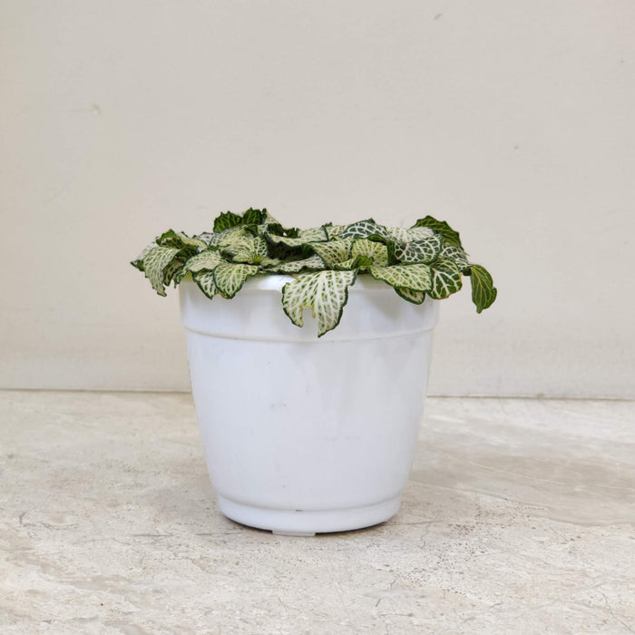 Fittonia  Plant In 10 cm pot