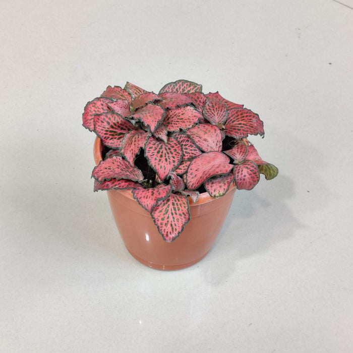 Fittonia  Plant In 10 Cm Pot