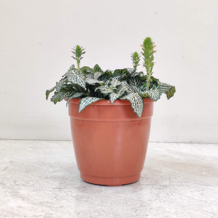 Fittonia Plant In  10 Cm Pot