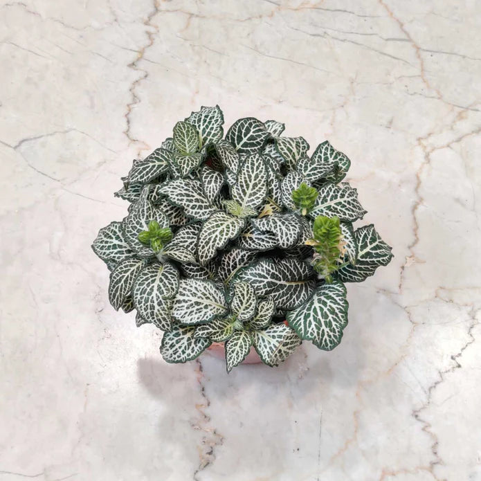 Fittonia Combo Pack of 4  Live Indoor Plant | 10cm Pot