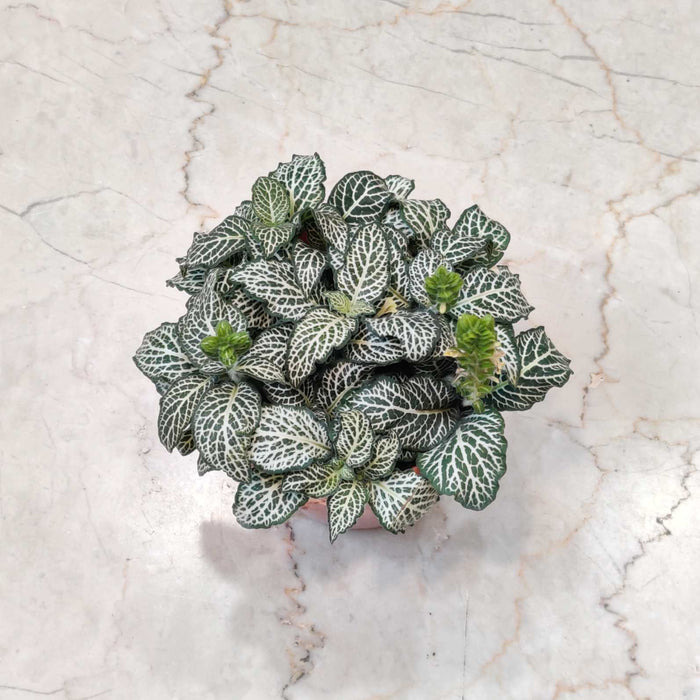 Fittonia Plant In  10 Cm Pot