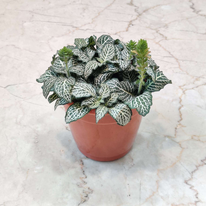 Fittonia Plant In  10 Cm Pot