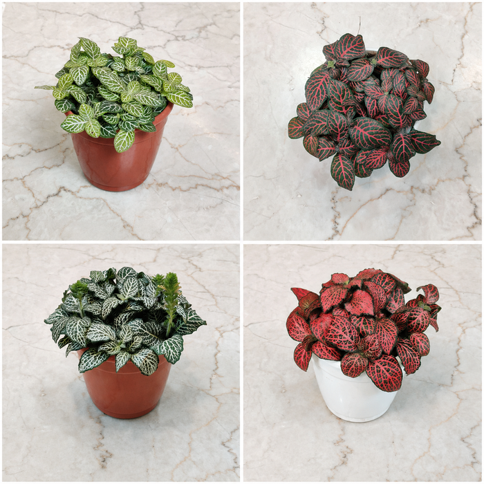 Fittonia Combo Pack of 4  Live Indoor Plant | 10cm Pot