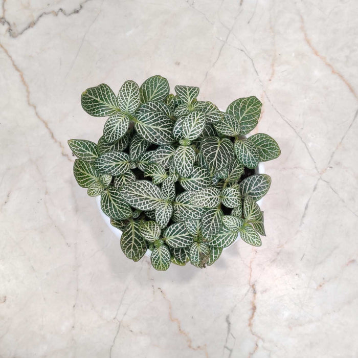 Fittonia Root Bridges Green Plant In 10 cm pot