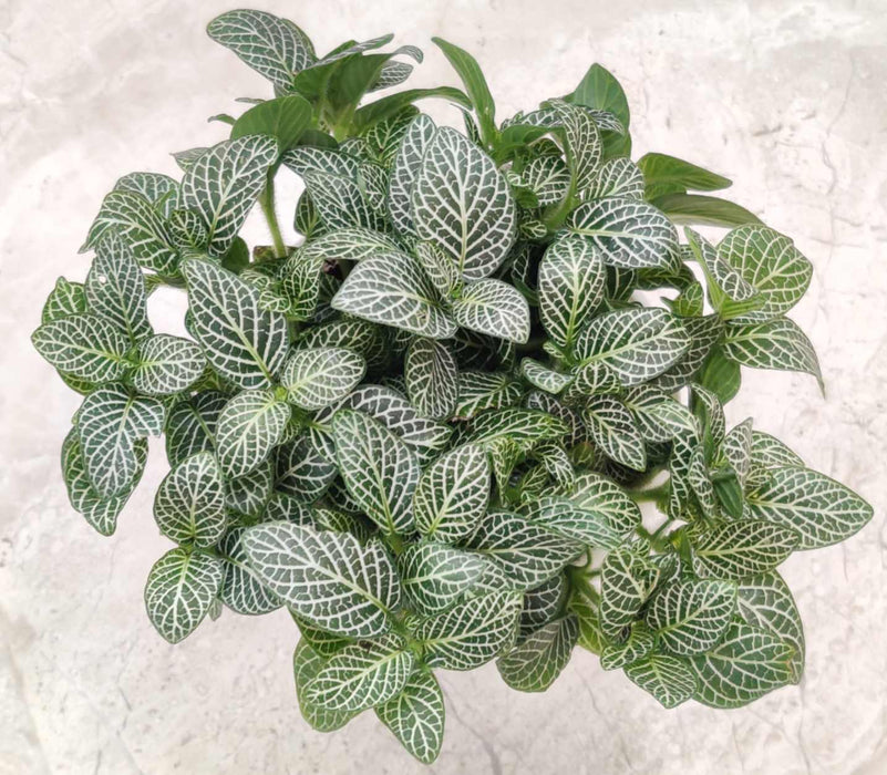 Fittonia Root Bridges Green Plant In 10 cm pot