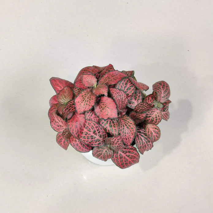 Fittonia Combo Pack of 5  Live Indoor Plant | 10cm Pot