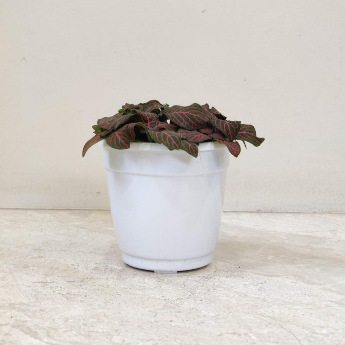 Fittonia Plant In 10 cm pot