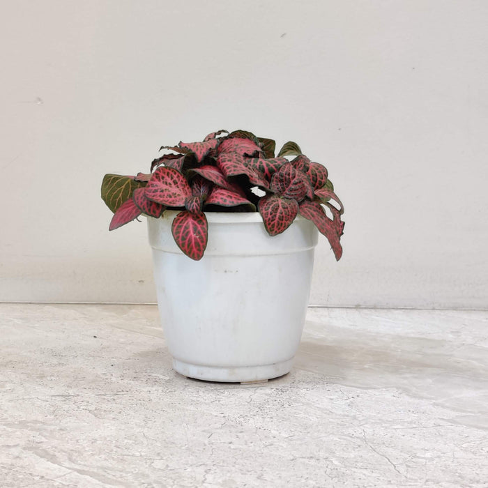 Fittonia Plant In  10 Cm Pot