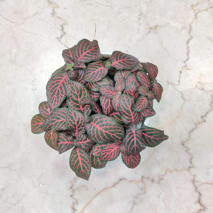 Fittonia Combo Pack of 5  Live Indoor Plant | 10cm Pot