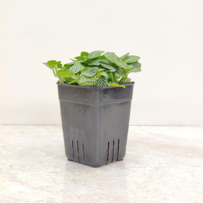 Fittonia Albivenis Green Live Indoor Plant | 7cm Pot
