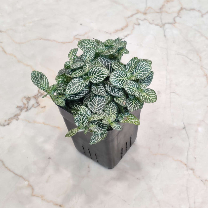Fittonia Albivenis Green Live Indoor Plant | 7cm Pot