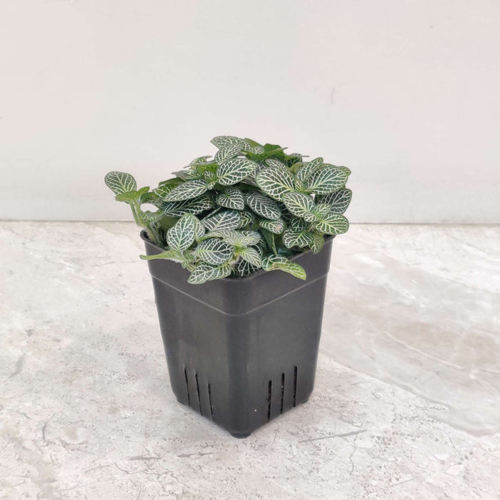 Fittonia Albivenis Green Live Indoor Plant | 7cm Pot
