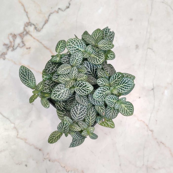 Fittonia Albivenis Green Live Indoor Plant | 7cm Pot