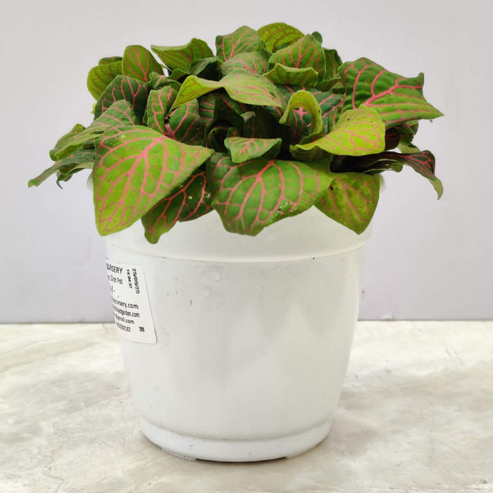 Fittonia Red Vein Plant In 10 cm pot