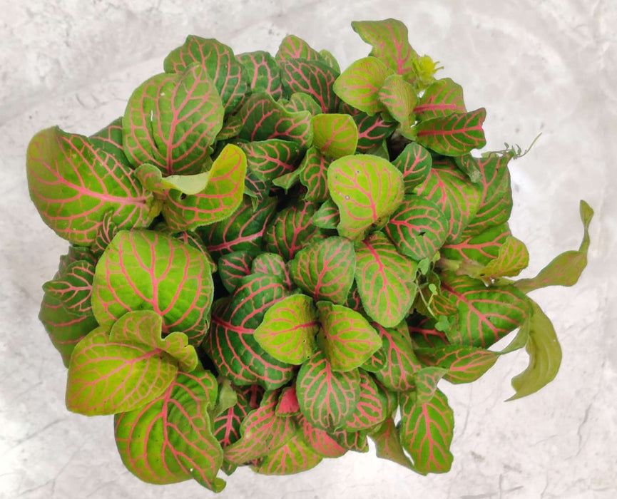 Fittonia Red Vein Plant In 10 cm pot