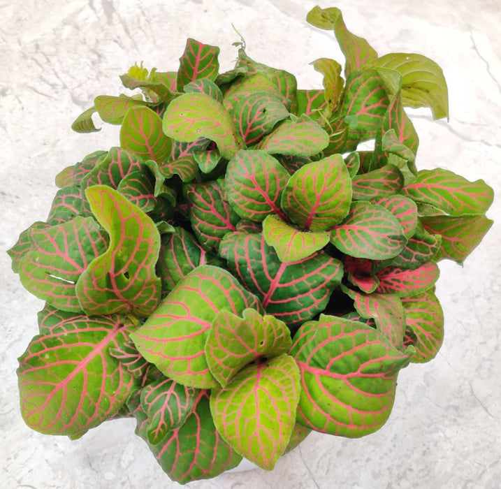 Fittonia Red Vein Plant In 10 cm pot