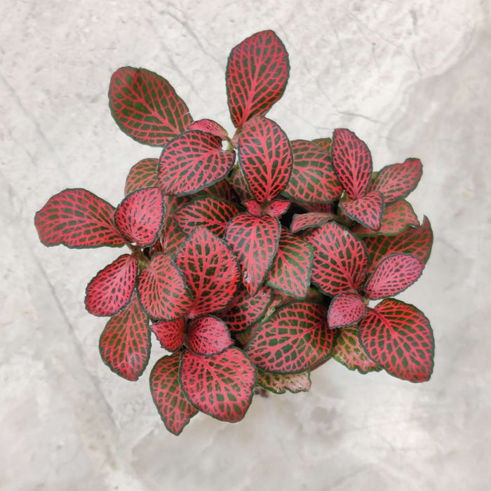 Fittonia Red Plant Live Indoor House Plant in 7cm Pot