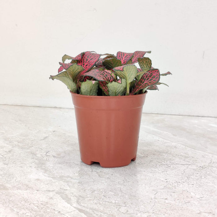 Fittonia Red Plant Live Indoor House Plant in 7cm Pot