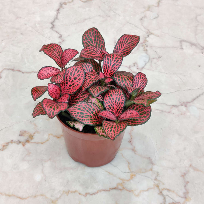 Fittonia Red Plant Live Indoor House Plant in 7cm Pot