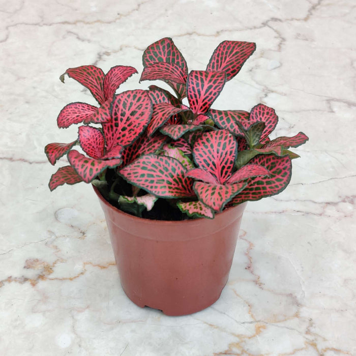 Fittonia Red Plant Live Indoor House Plant in 7cm Pot